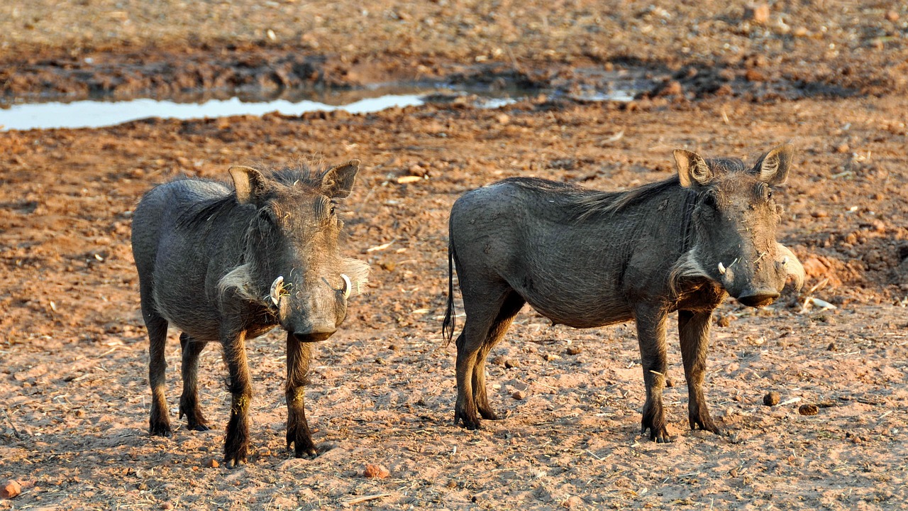 africa, namibia, nature-1170250.jpg